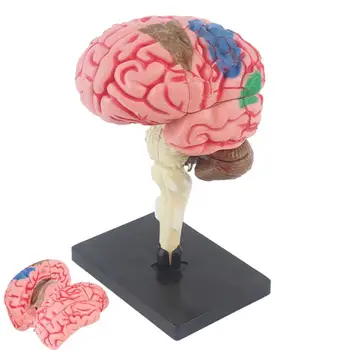 3D модель мозга, анатомическая модель с базовым дисплеем С цветовой кодировкой для идентификации функций мозга, обучающая анатомическая модель для поделок