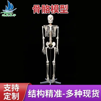 Модель человеческого скелета 180 см Биологическая Модель Съемная Медицинская Обучающая Модель Скелета