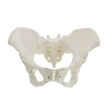 Анатомическая модель скелета женского таза, демонстрационный стенд для занятий в классе медицинских наук, Прямая поставка